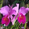 Cattleya Massillensis purple Midnight (del Valle ) Колумбия